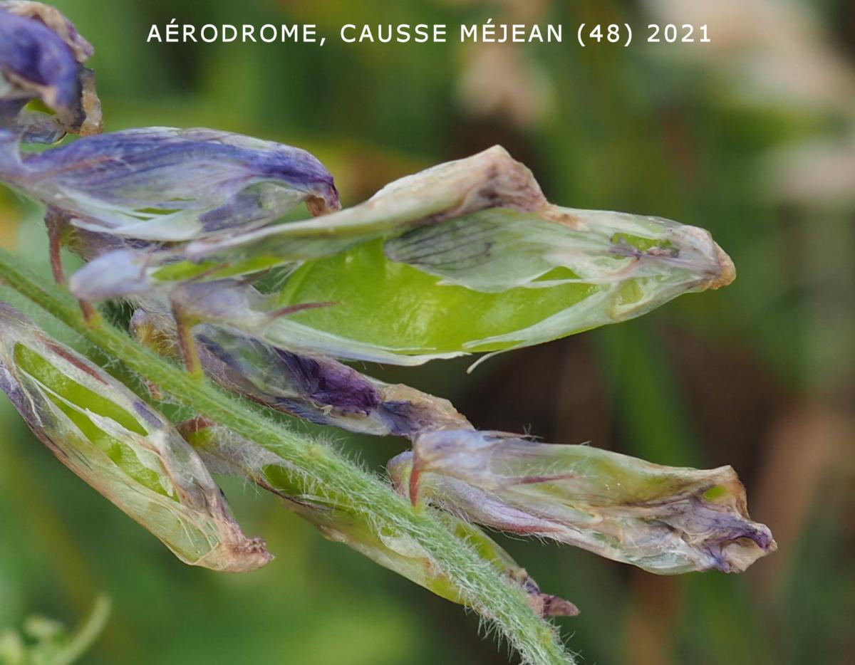 Vetch, Hairy fruit